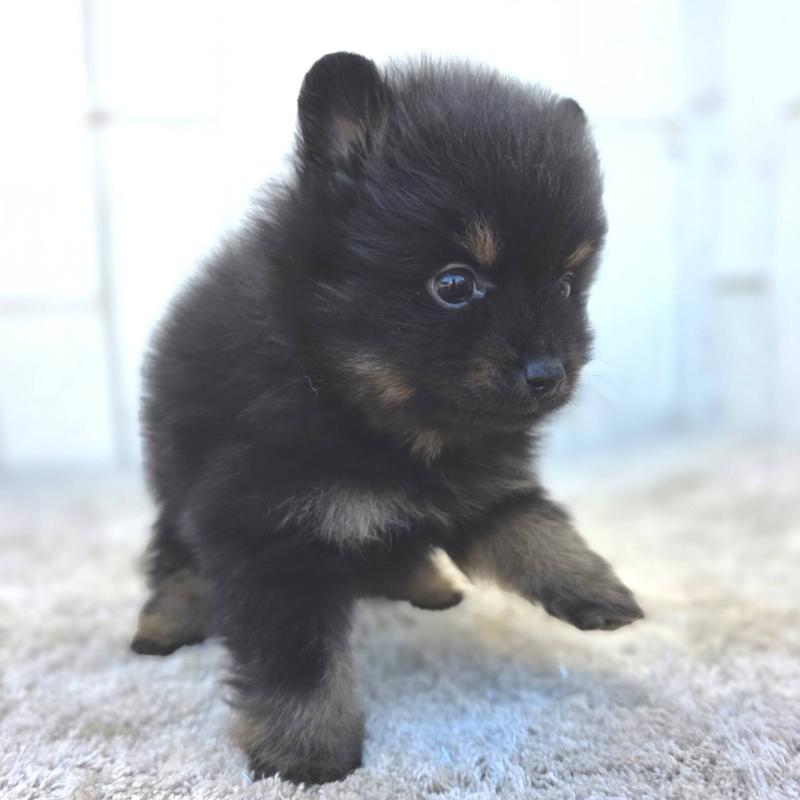 商談中の茨城県のポメラニアン-437267の5枚目