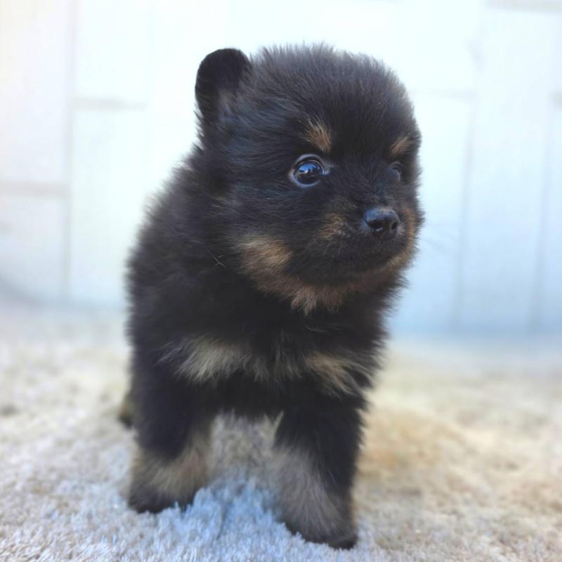 商談中の茨城県のポメラニアン-437267の4枚目