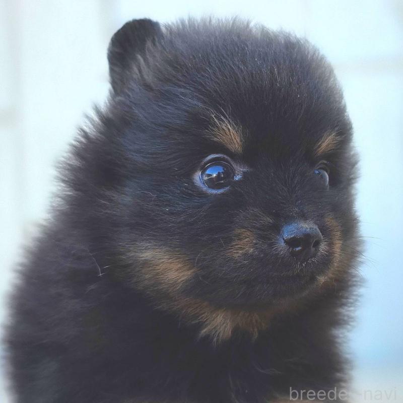 商談中の茨城県のポメラニアン-437267の3枚目