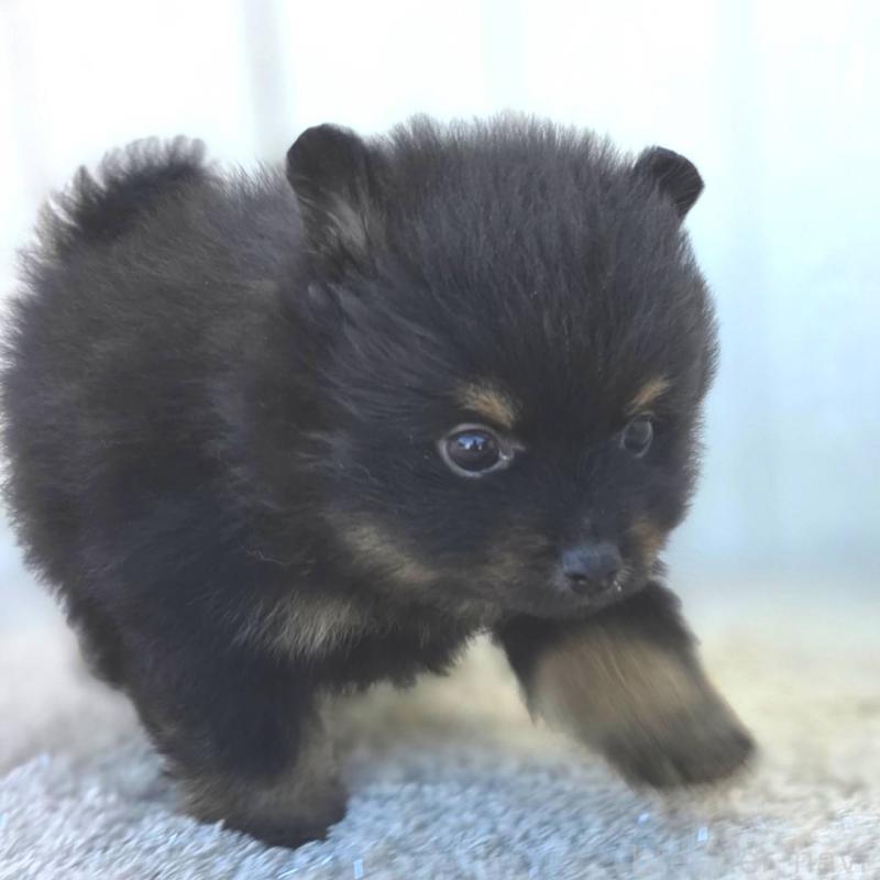 商談中の茨城県のポメラニアン-437267の2枚目