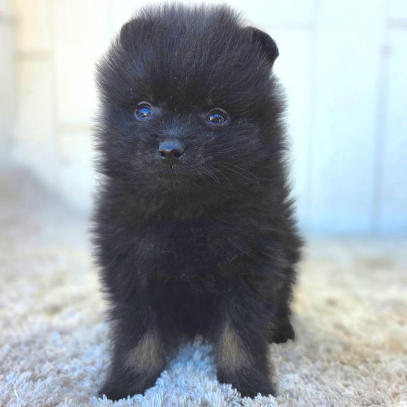 成約済の茨城県のポメラニアン-437268の22枚目