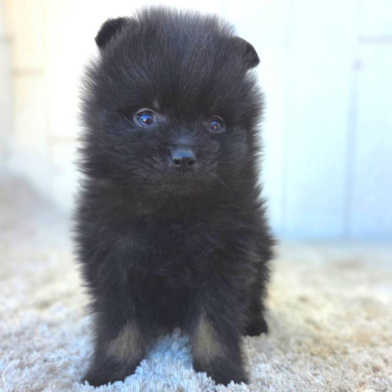 販売中の茨城県のポメラニアン-437268