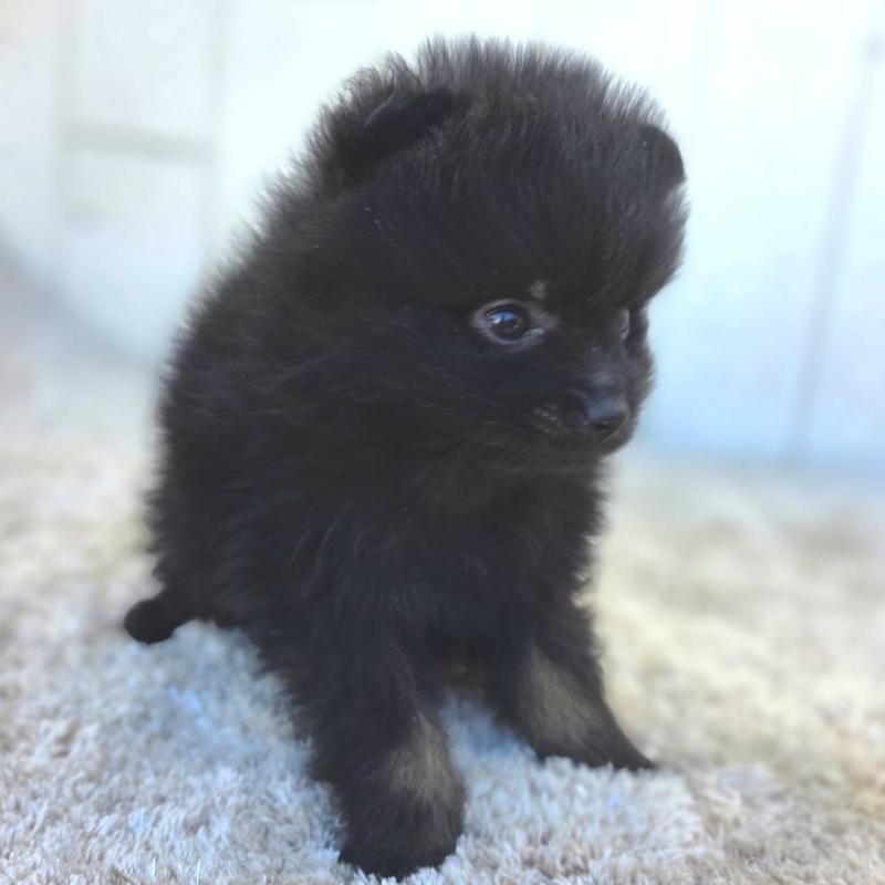 成約済の茨城県のポメラニアン-437268の20枚目