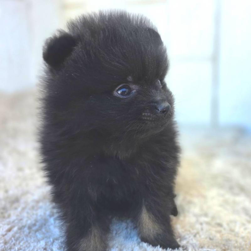 成約済の茨城県のポメラニアン-437268の19枚目