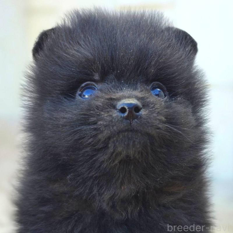 成約済の茨城県のポメラニアン-437268の18枚目