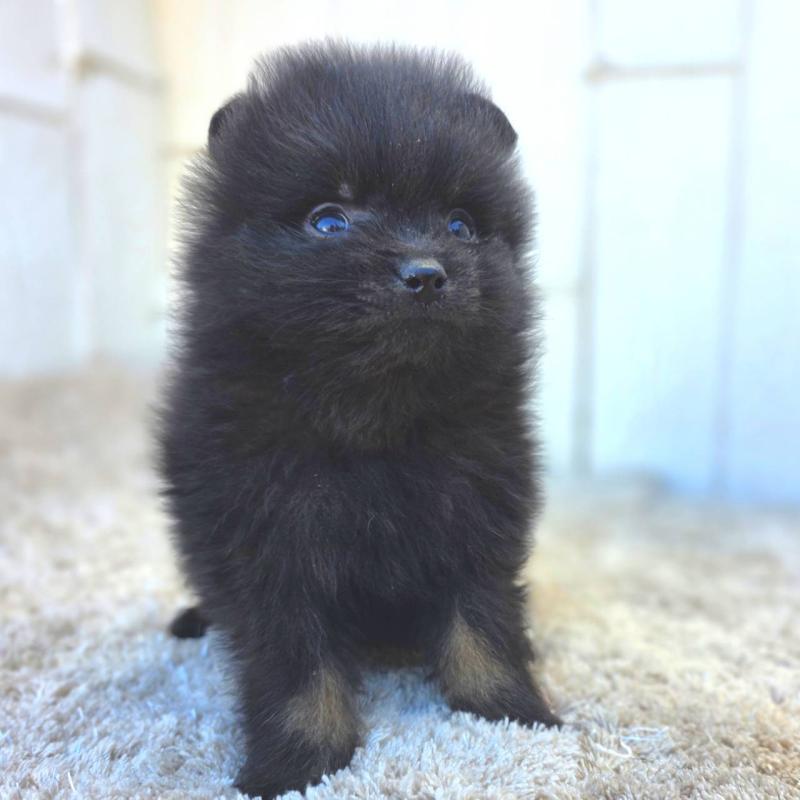 成約済の茨城県のポメラニアン-437268の16枚目