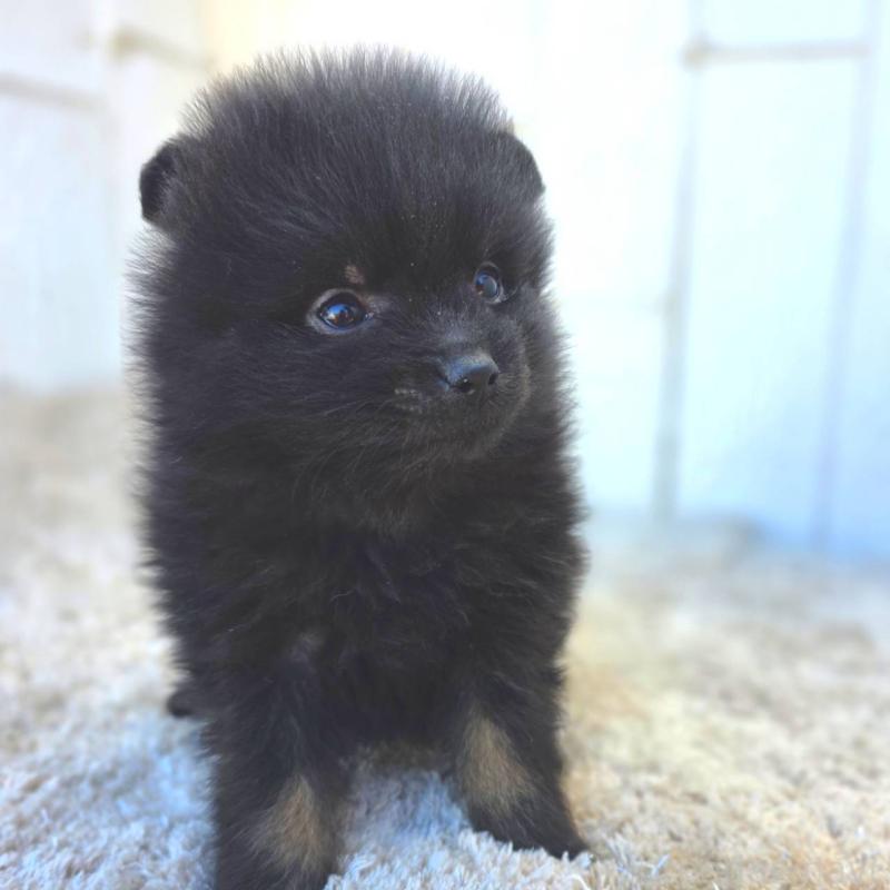 成約済の茨城県のポメラニアン-437268の15枚目