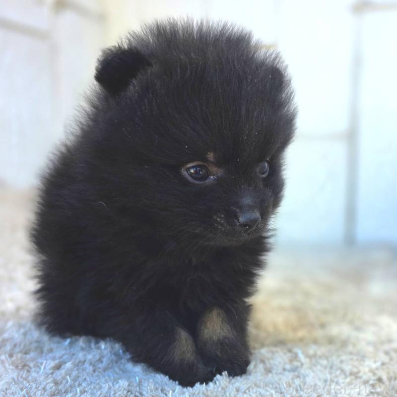 成約済の茨城県のポメラニアン-437268の14枚目