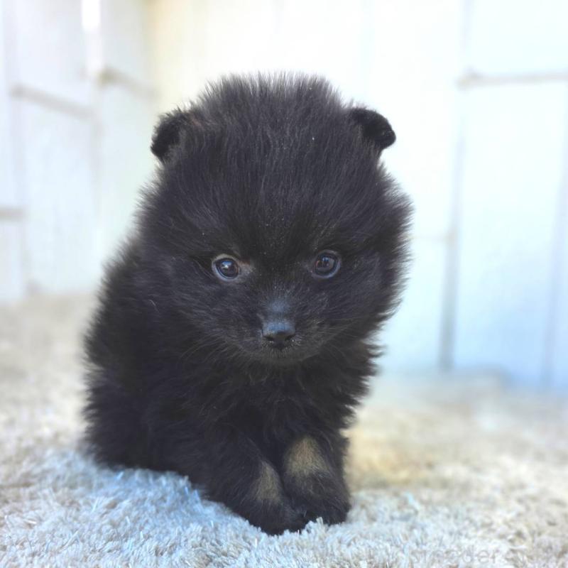 成約済の茨城県のポメラニアン-437268の13枚目