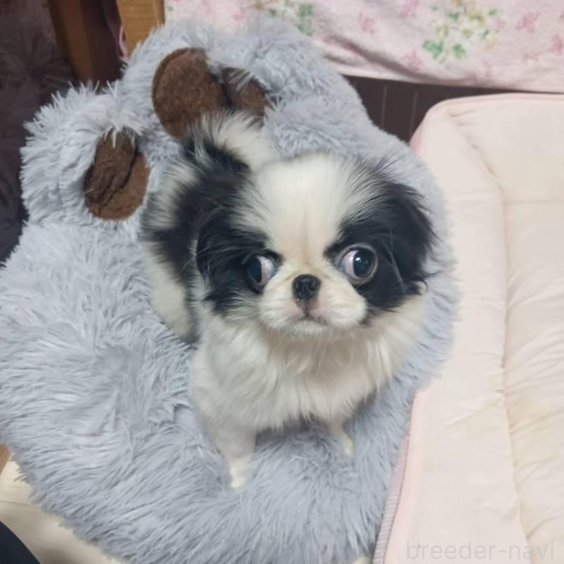 販売中の岡山県の狆 (チン)-438771