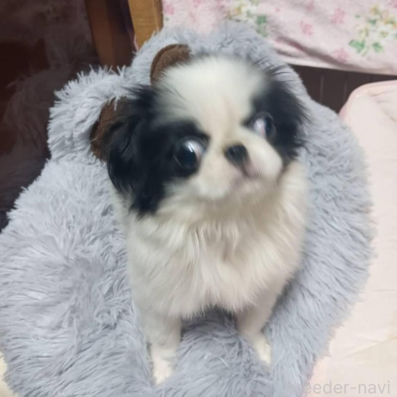 販売中の岡山県の狆 (チン)-438771の4枚目