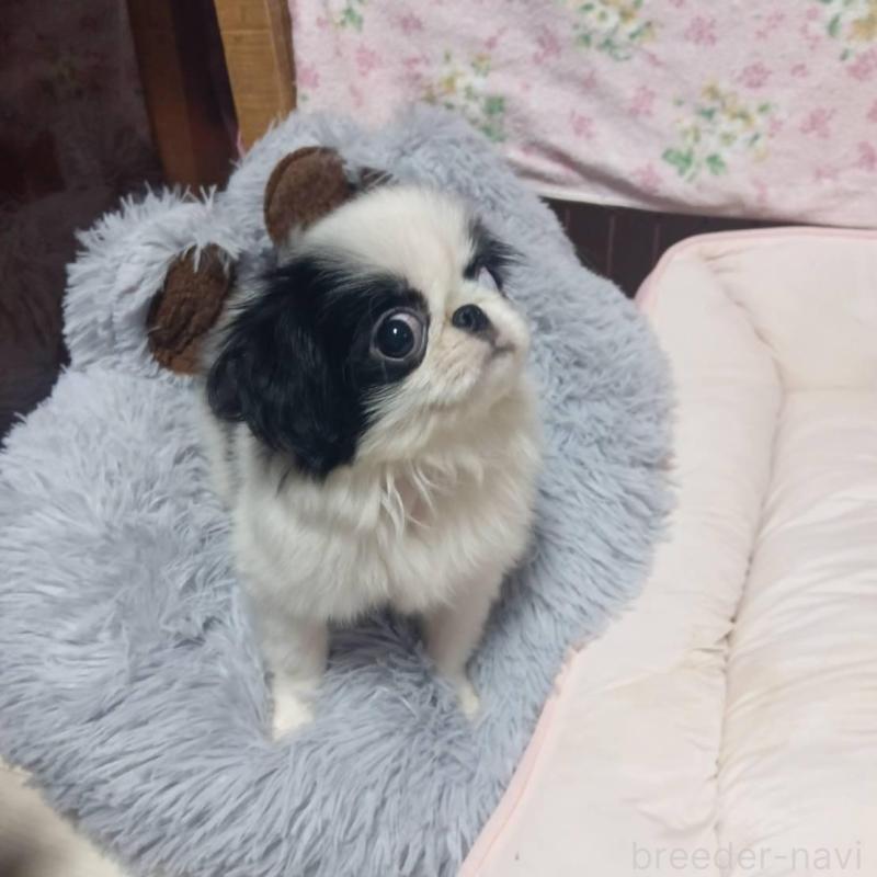 販売中の岡山県の狆 (チン)-438771の3枚目