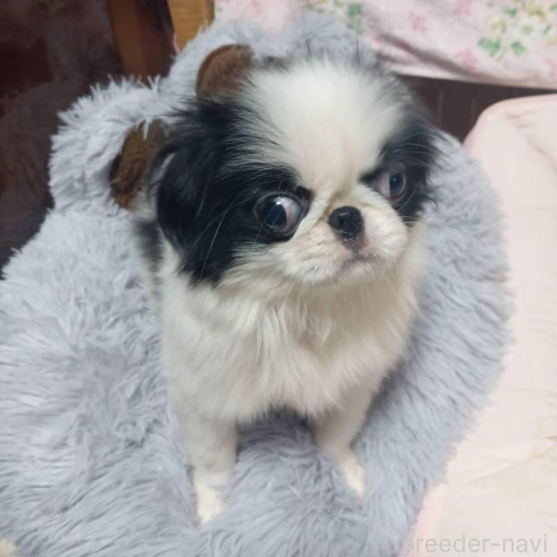 販売中の岡山県の狆 (チン)-438771の2枚目