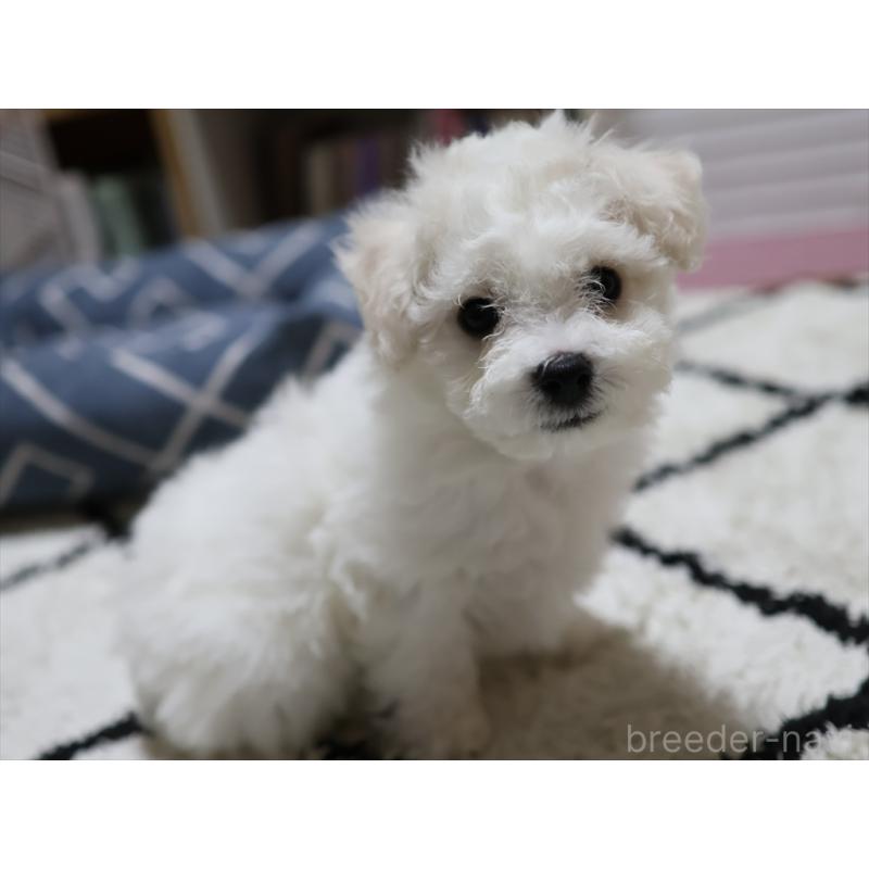 成約済の愛知県のビションフリーゼ-434950の15枚目