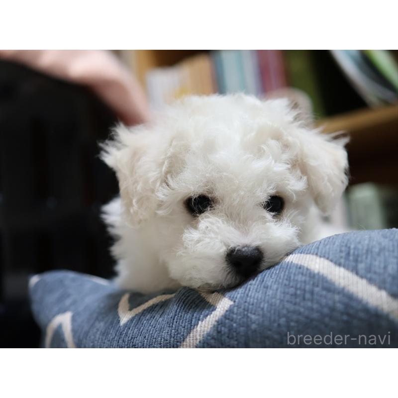 成約済の愛知県のビションフリーゼ-434950の14枚目