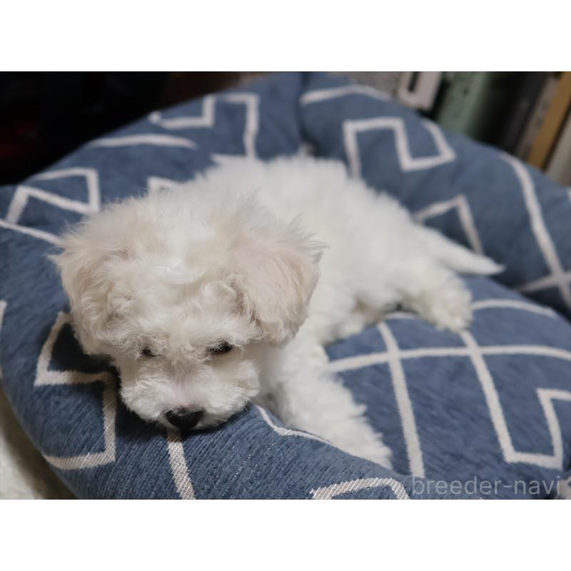 成約済の愛知県のビションフリーゼ-434950の13枚目