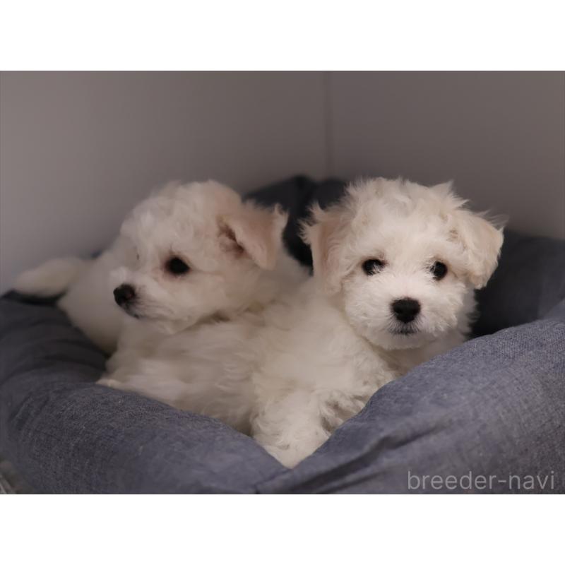 成約済の愛知県のビションフリーゼ-434950の12枚目