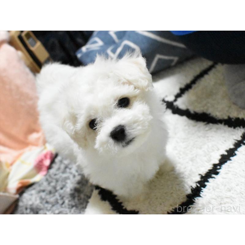 成約済の愛知県のビションフリーゼ-434950の10枚目