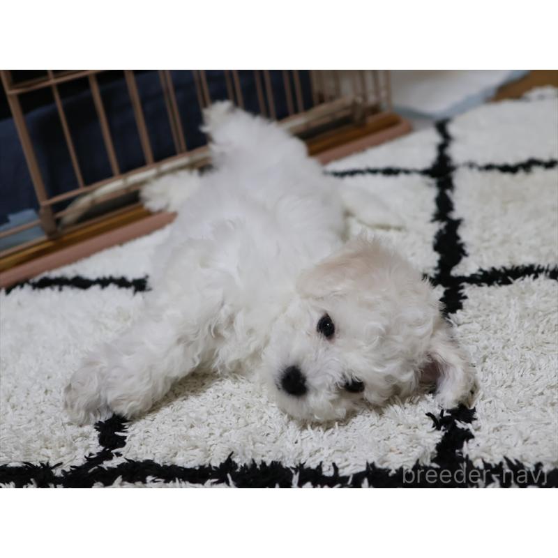 成約済の愛知県のビションフリーゼ-434950の9枚目