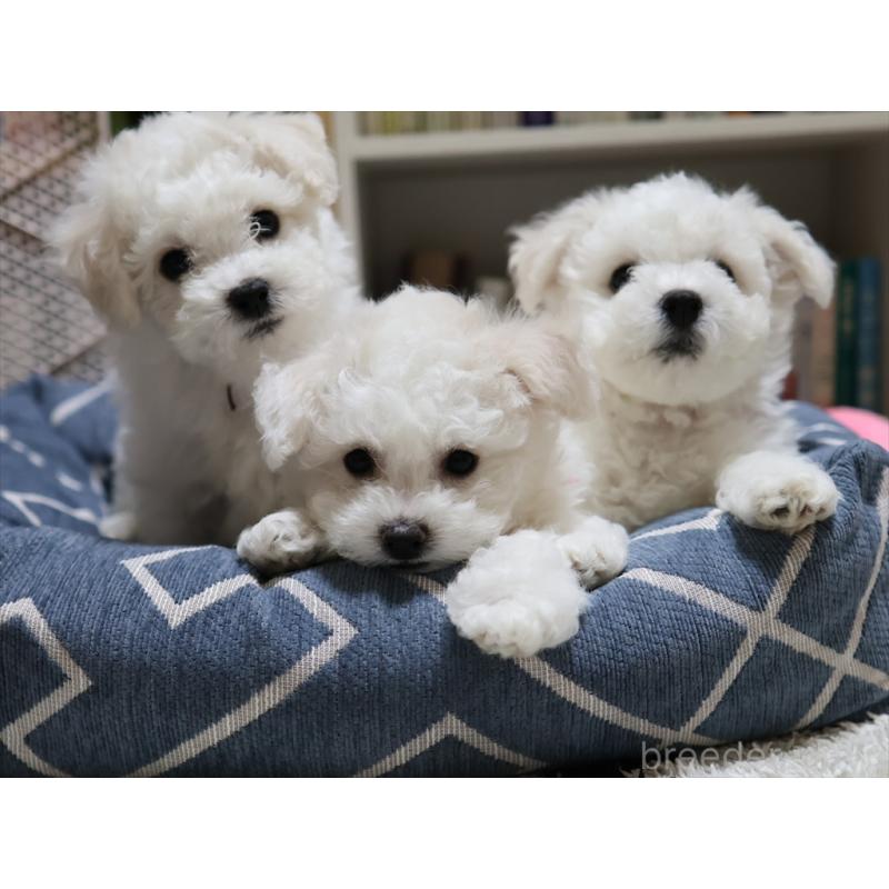 成約済の愛知県のビションフリーゼ-434950の7枚目