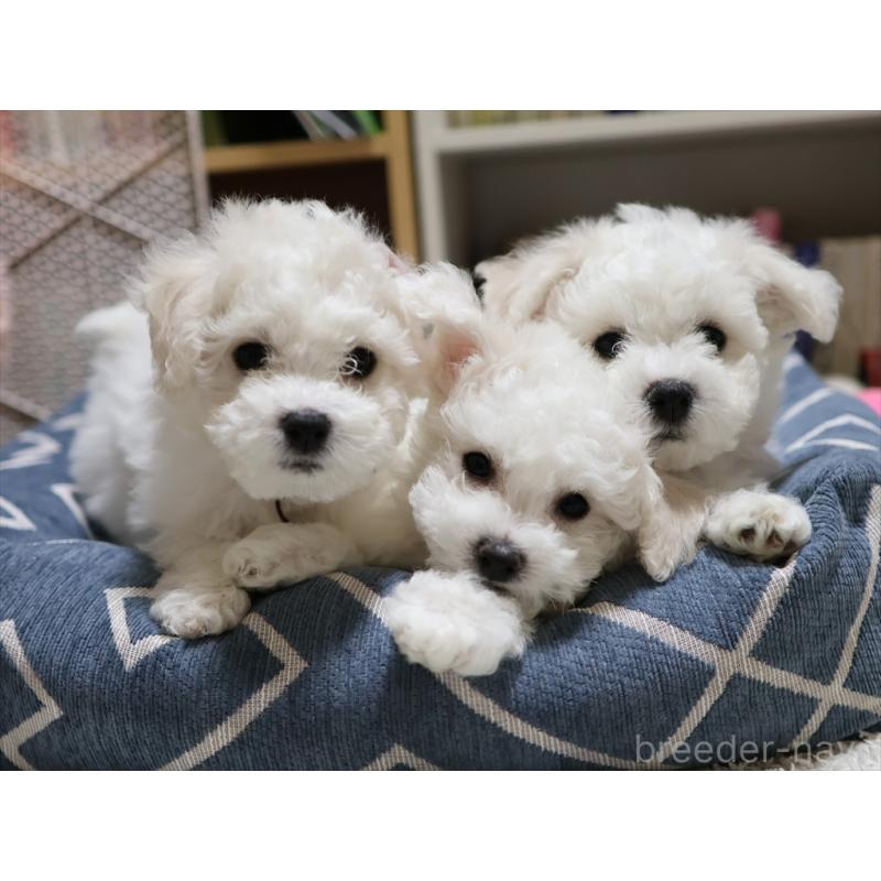 成約済の愛知県のビションフリーゼ-434950の6枚目