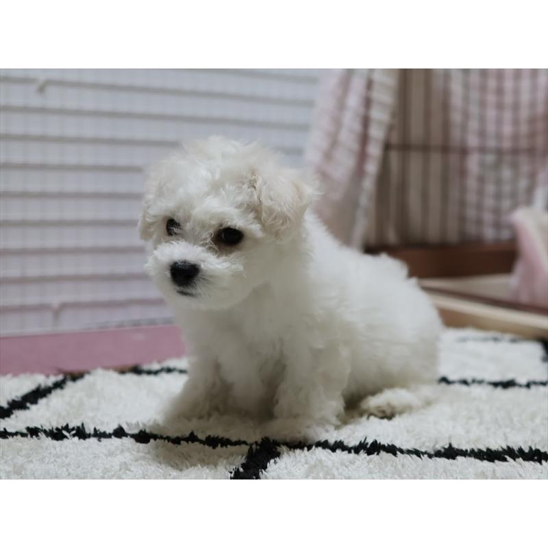 成約済の愛知県のビションフリーゼ-434950の5枚目