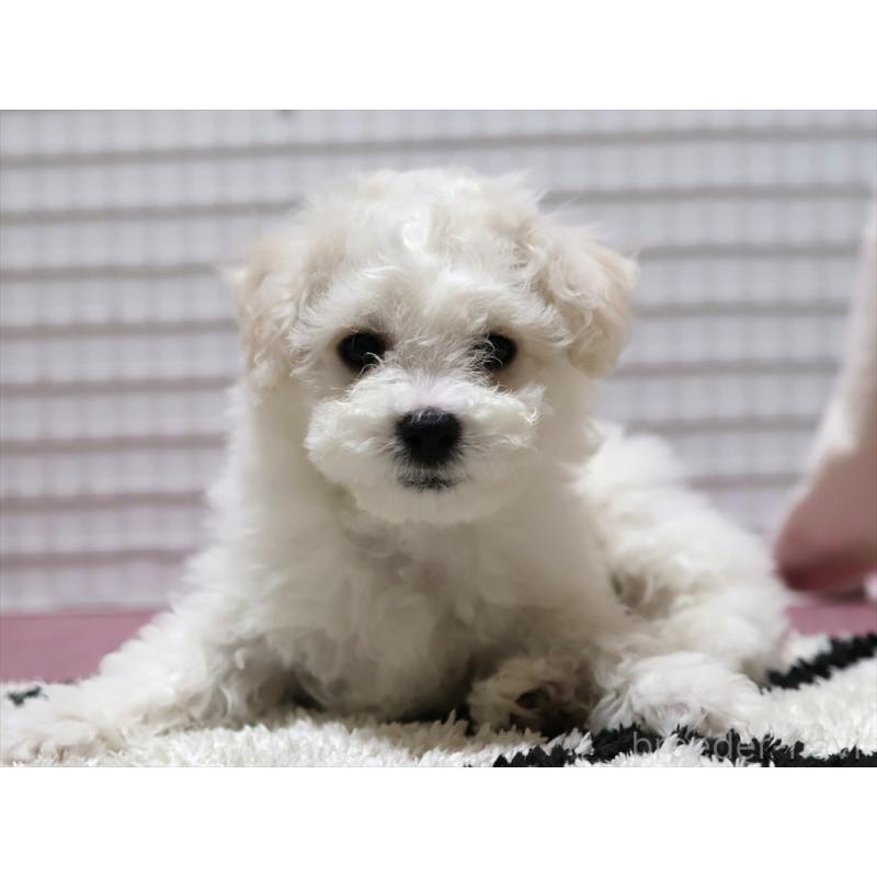 成約済の愛知県のビションフリーゼ-434950の3枚目