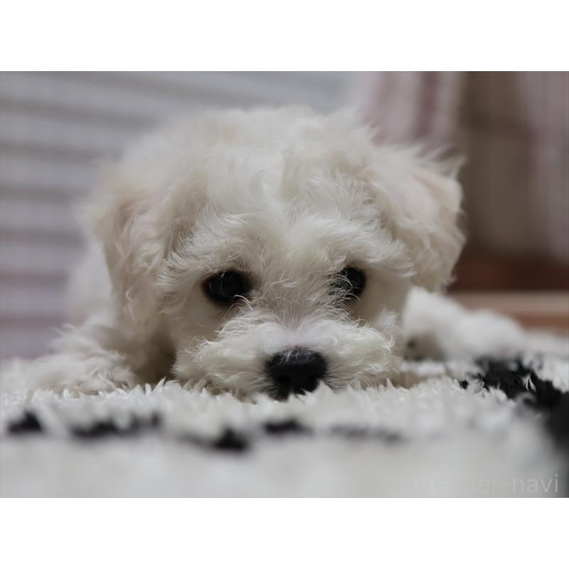 成約済の愛知県のビションフリーゼ-434950の2枚目