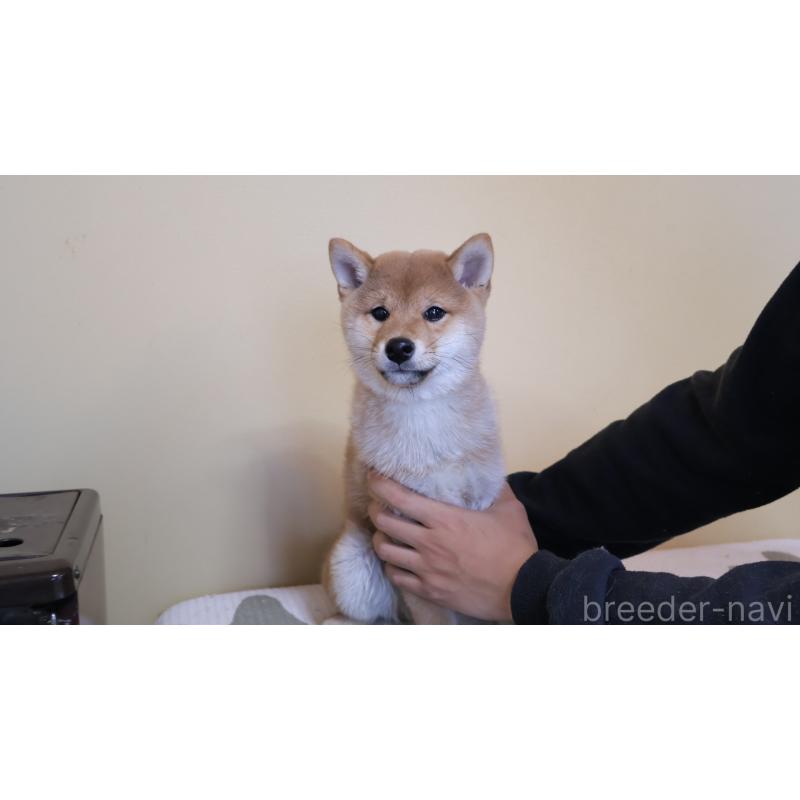 販売中の埼玉県の柴犬-438776の2枚目