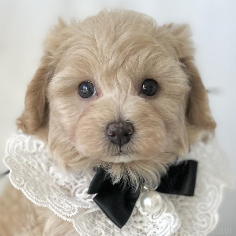 販売中の愛知県のマルプー:マルチーズ×トイプードル-438621