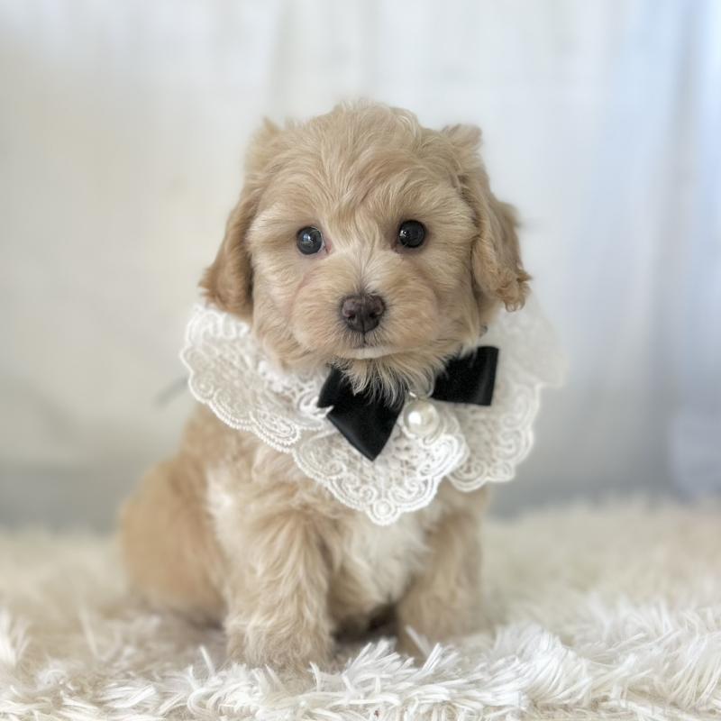 成約済の愛知県のマルプー:マルチーズ×トイプードル-438621の6枚目