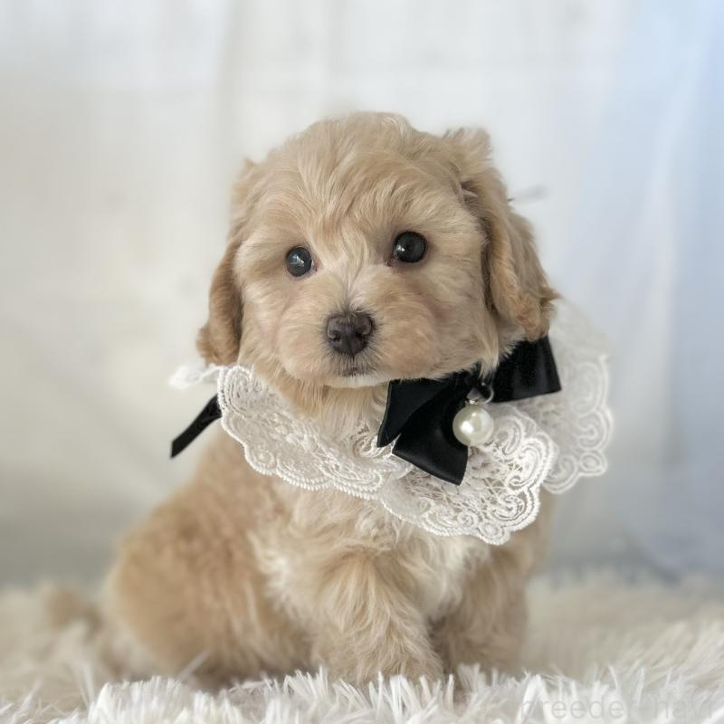 成約済の愛知県のマルプー:マルチーズ×トイプードル-438621の5枚目