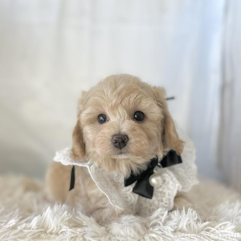 成約済の愛知県のマルプー:マルチーズ×トイプードル-438621の4枚目