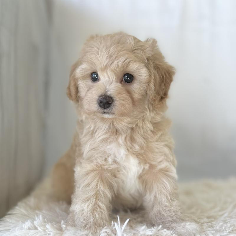 成約済の愛知県のマルプー:マルチーズ×トイプードル-438621の3枚目