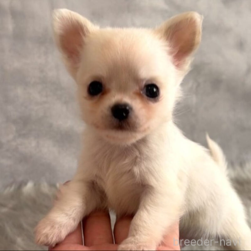 販売中ののチワワ(ロングコート)-438777