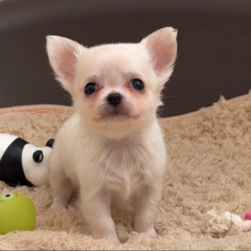 販売中の岡山県のチワワ(ロングコート)-438777の12枚目