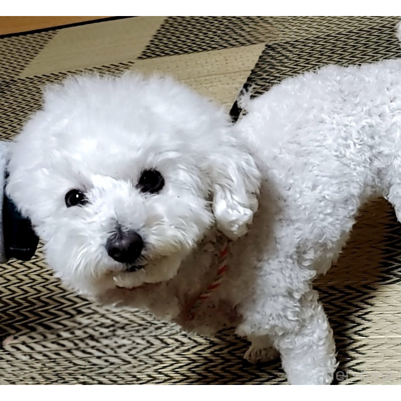 珊瑚ちゃん1枚目