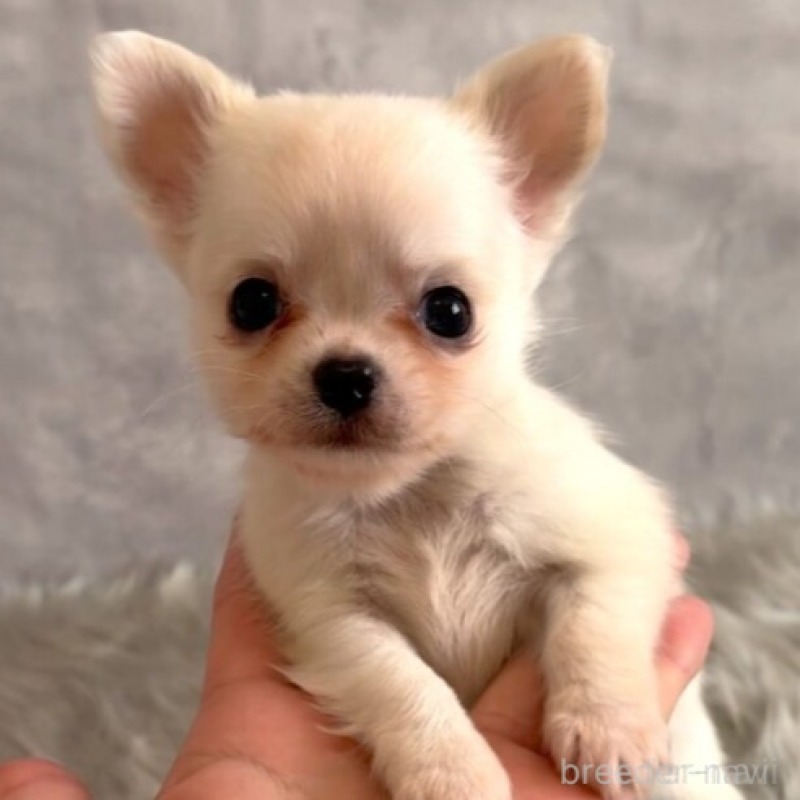 販売中の岡山県のチワワ(ロングコート)-438777の8枚目