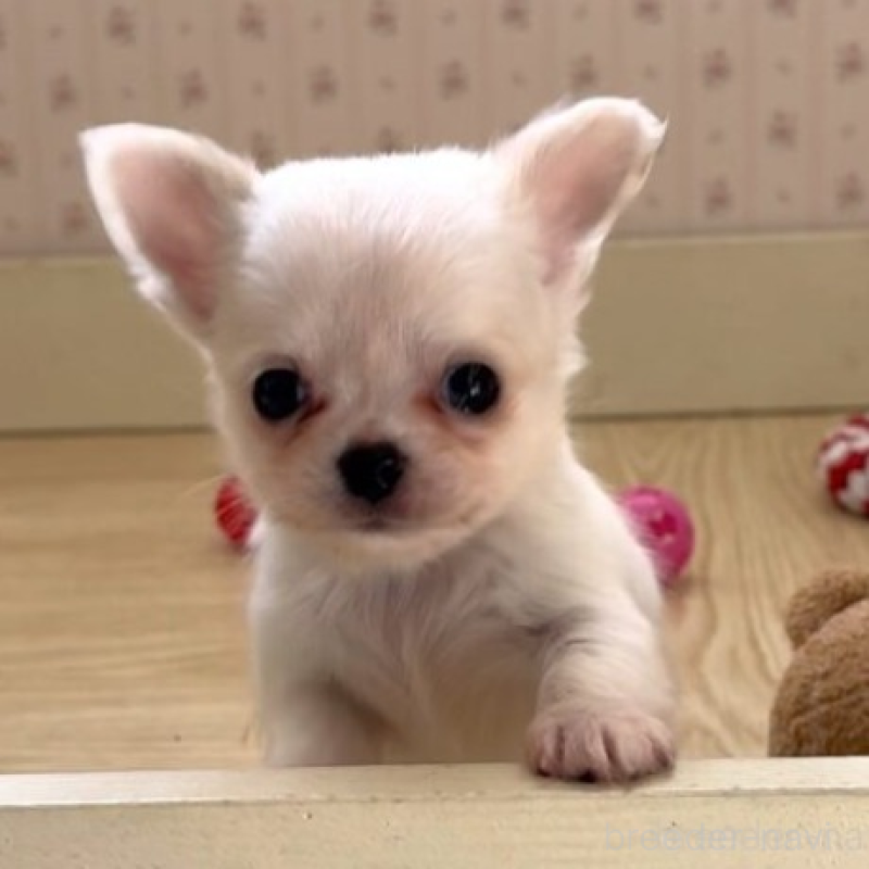 販売中の岡山県のチワワ(ロングコート)-438777の5枚目