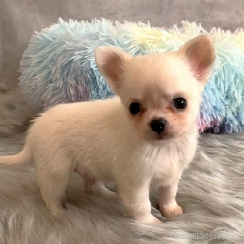 販売中の岡山県のチワワ(ロングコート)-438777の4枚目