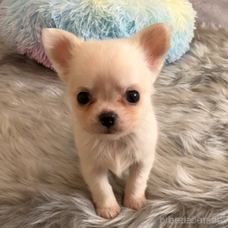 販売中の岡山県のチワワ(ロングコート)-438777の3枚目