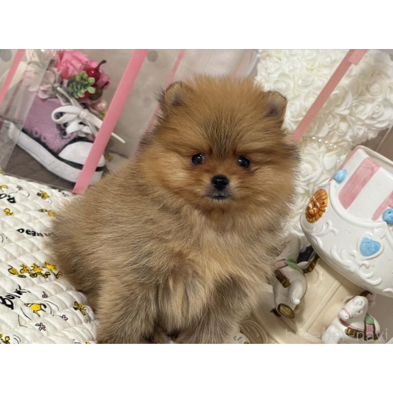 販売中の静岡県のポメラニアン-438783の4枚目