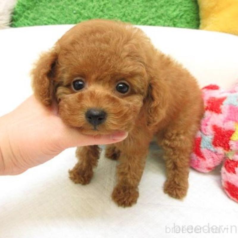 販売中の大阪府のトイプードル-438780の1枚目