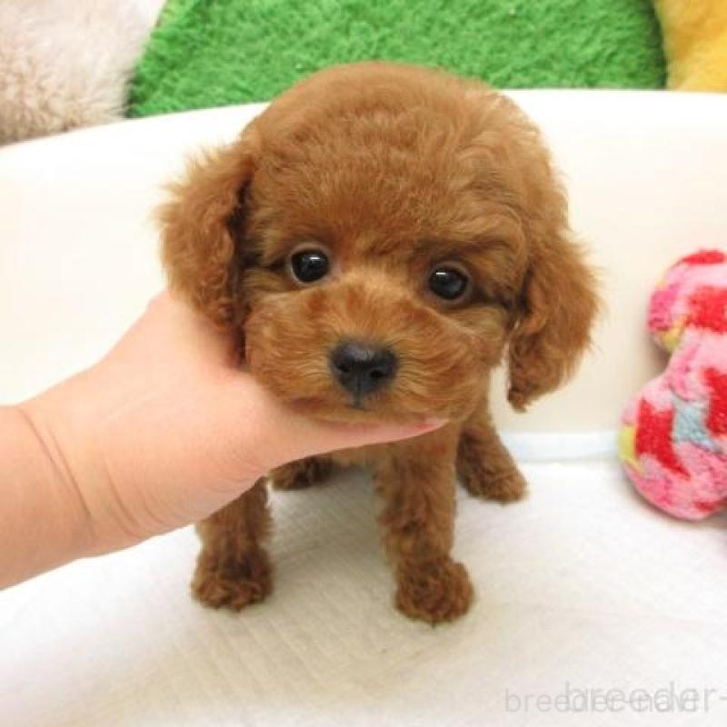 販売中の大阪府のトイプードル-438780の2枚目