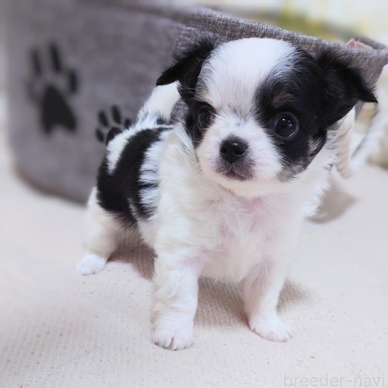 販売中の大阪府のチワワ(ロングコート)-436688