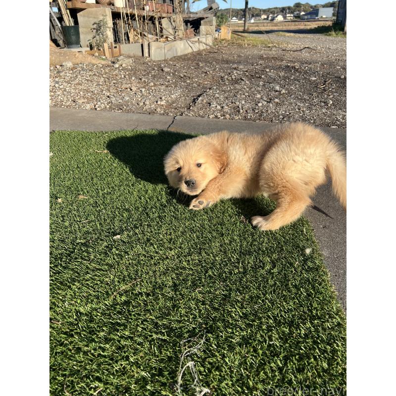 商談中の静岡県のゴールデンレトリーバー-435498の5枚目