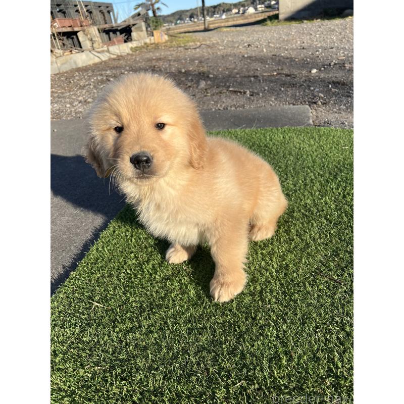 商談中の静岡県のゴールデンレトリーバー-435498の4枚目