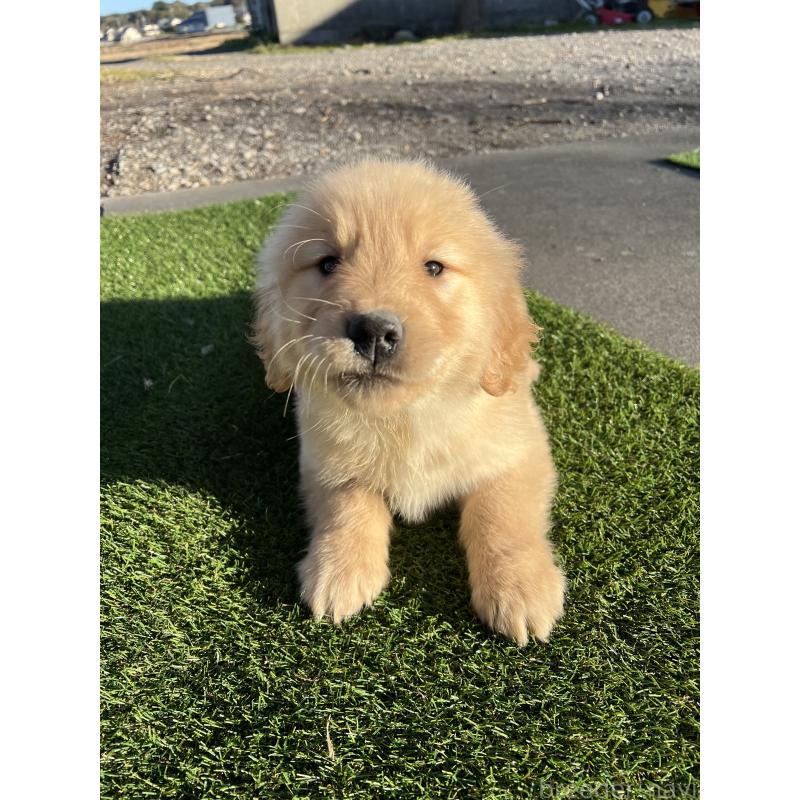 商談中の静岡県のゴールデンレトリーバー-435498の3枚目