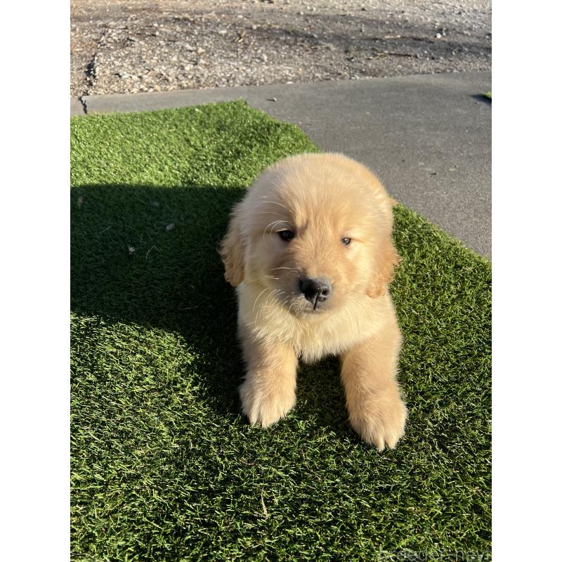 商談中の静岡県のゴールデンレトリーバー-435498の2枚目