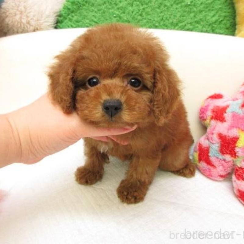 販売中の大阪府のトイプードル-438782